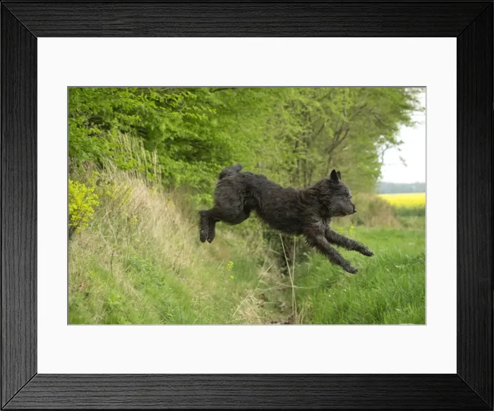 Framed Print : Picture No. 10984122 Framed Print : Picture No. 10984122