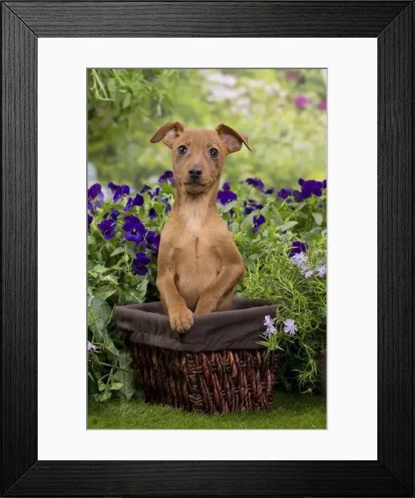 Framed Print : Picture No. 10984162 Framed Print : Picture No. 10984162