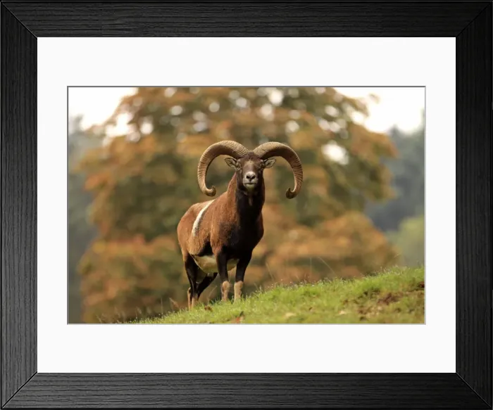 Framed Print : Picture No. 10983715