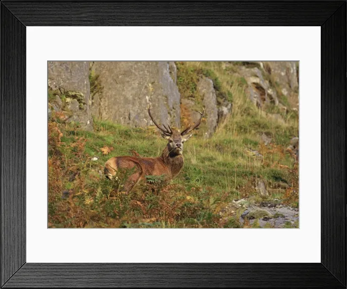 Framed Print : Picture No. 10983722 Framed Print : Picture No. 10983722