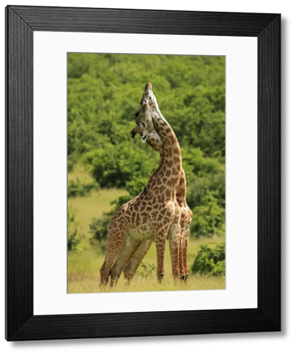 Framed Print : Picture No. 10984298 Framed Print : Picture No. 10984298