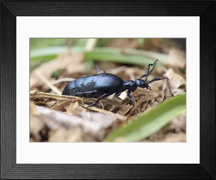 Framed Print : Picture No. 10983688 Framed Print : Picture No. 10983688