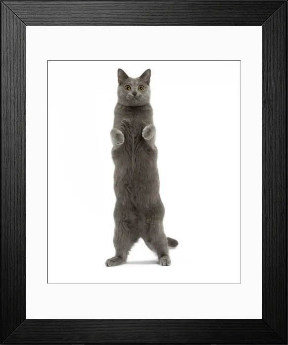 Framed Print : Picture No. 10984225 Framed Print : Picture No. 10984225