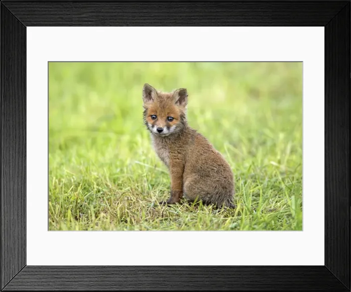 Framed Print : Picture No. 10984344 Framed Print : Picture No. 10984344