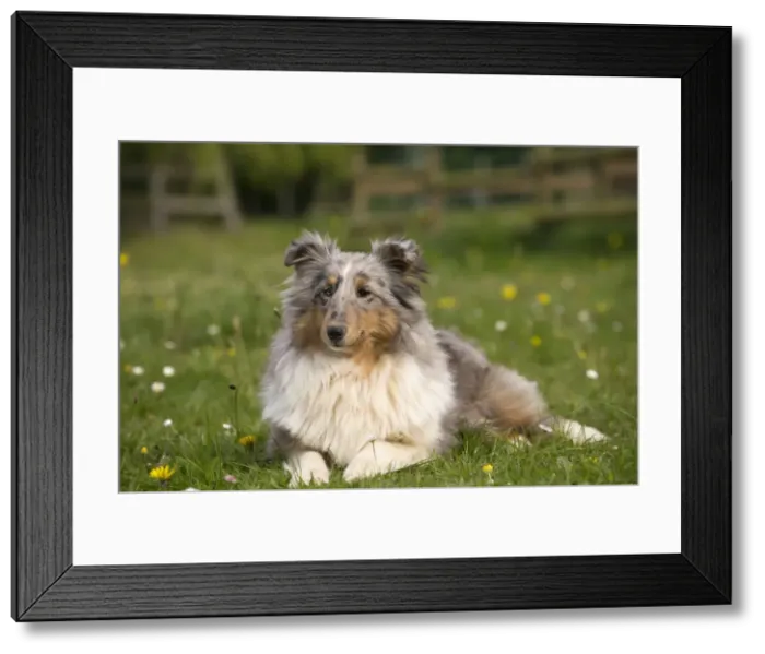 Framed Print : Picture No. 10984149 Framed Print : Picture No. 10984149