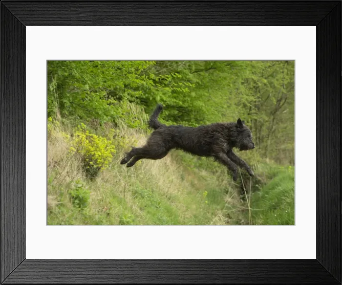 Framed Print : Picture No. 10984121 Framed Print : Picture No. 10984121