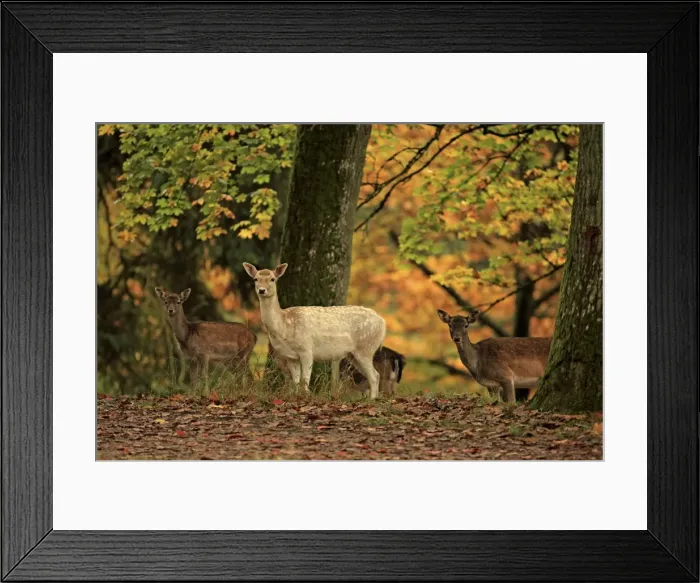 Framed Print : Picture No. 10983700