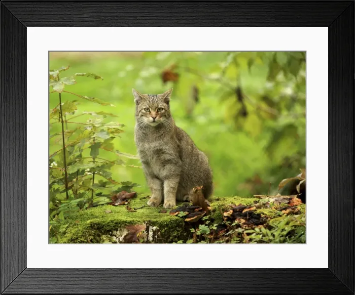 Framed Print : Picture No. 10983706 Framed Print : Picture No. 10983706