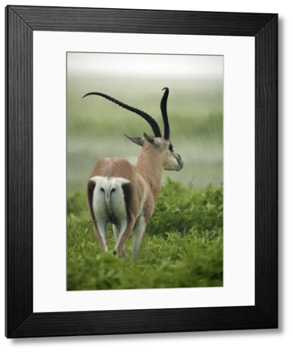 Framed Print : Picture No. 10984290 Framed Print : Picture No. 10984290