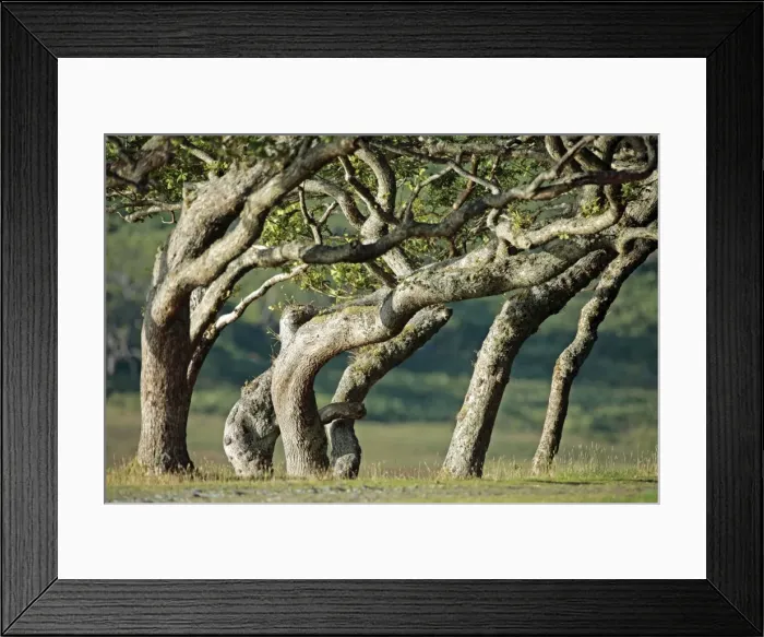 Framed Print : Picture No. 10984285 Framed Print : Picture No. 10984285
