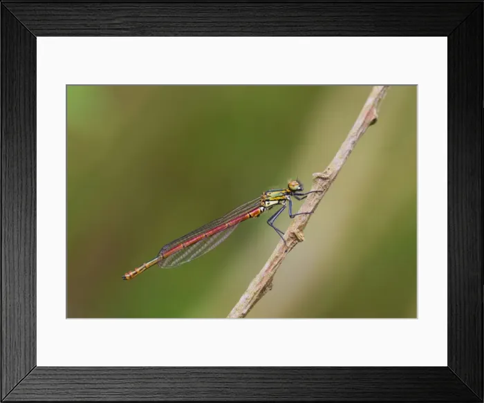 Framed Print : Picture No. 10983686 Framed Print : Picture No. 10983686