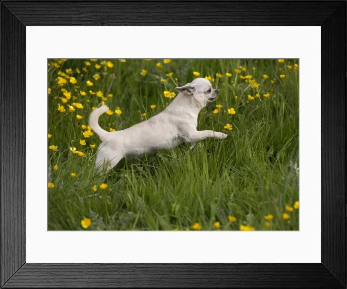 Framed Print : Picture No. 10984159 Framed Print : Picture No. 10984159