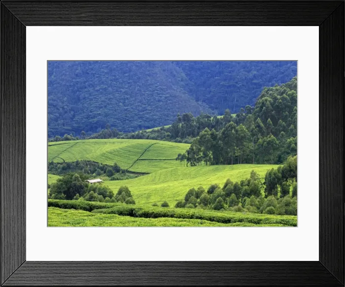 Framed Print : Picture No. 10984322 Framed Print : Picture No. 10984322