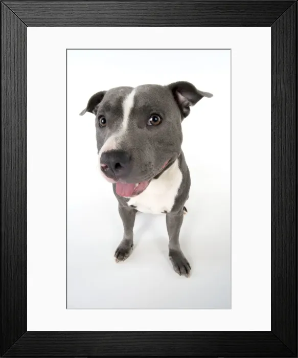 Framed Print : Picture No. 10983748 Framed Print : Picture No. 10983748