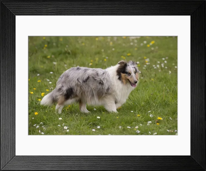 Framed Print : Picture No. 10984136 Framed Print : Picture No. 10984136