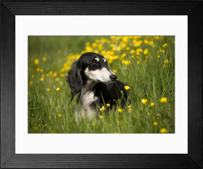 Framed Print : Picture No. 10984157 Framed Print : Picture No. 10984157