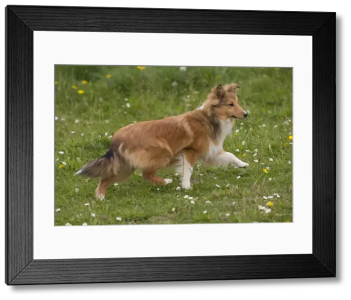 Framed Print : Picture No. 10984135 Framed Print : Picture No. 10984135