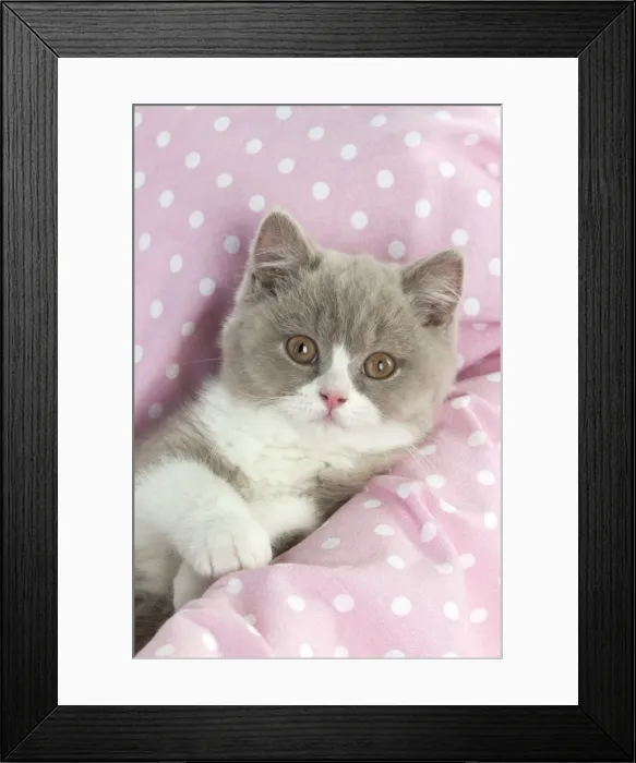 Framed Print : Picture No. 10983657 Framed Print : Picture No. 10983657