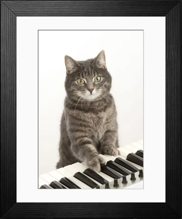 Framed Print : Picture No. 10983678 Framed Print : Picture No. 10983678