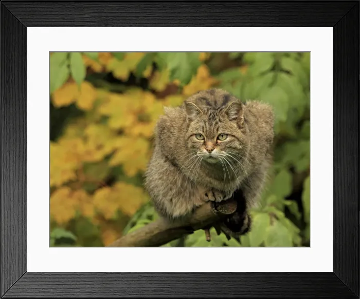 Framed Print : Picture No. 10983703 Framed Print : Picture No. 10983703