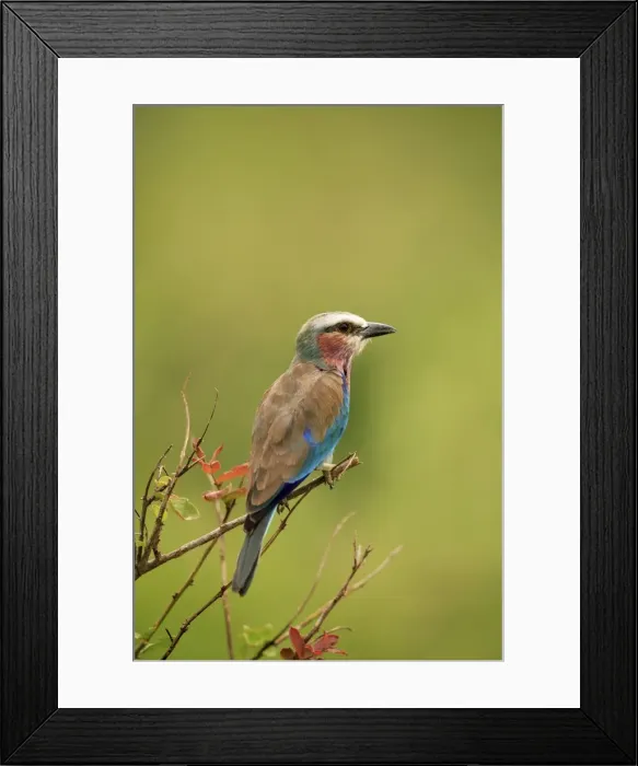 Framed Print : Picture No. 10984300 Framed Print : Picture No. 10984300