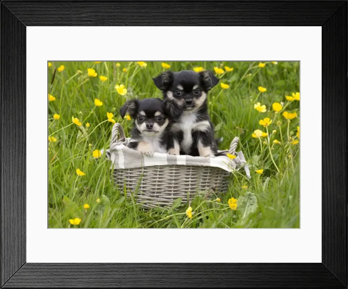 Framed Print : Picture No. 10984133 Framed Print : Picture No. 10984133