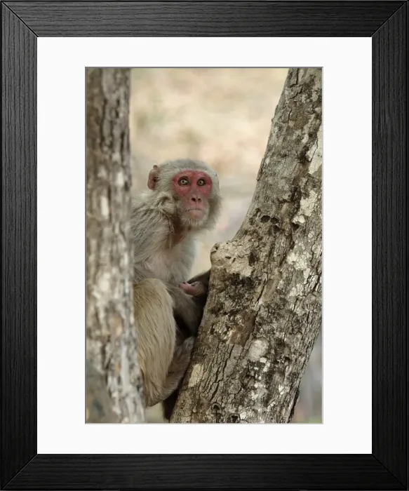 Framed Print : Picture No. 10984288 Framed Print : Picture No. 10984288