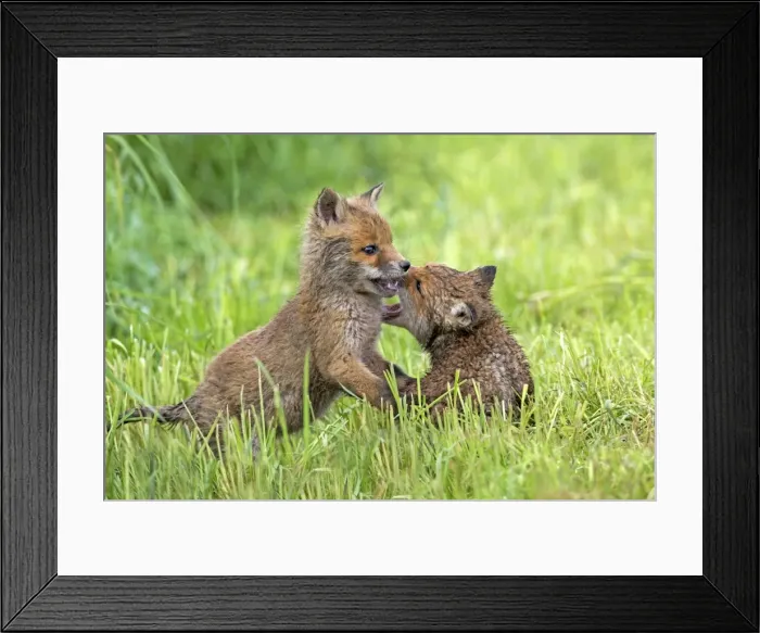 Framed Print : Picture No. 10984350 Framed Print : Picture No. 10984350