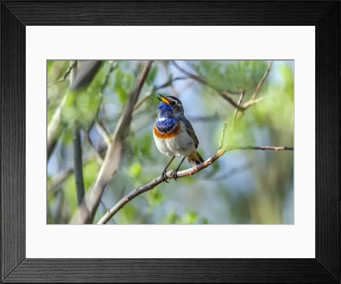 Framed Print : Picture No. 10984336 Framed Print : Picture No. 10984336
