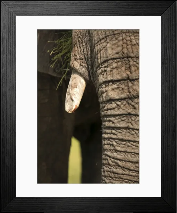 Framed Print : Picture No. 10984299 Framed Print : Picture No. 10984299