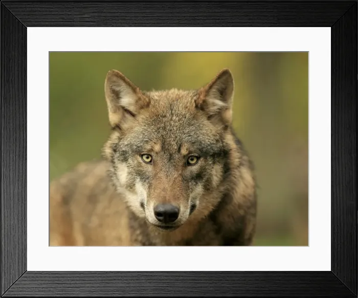 Framed Print : Picture No. 10983739 Framed Print : Picture No. 10983739