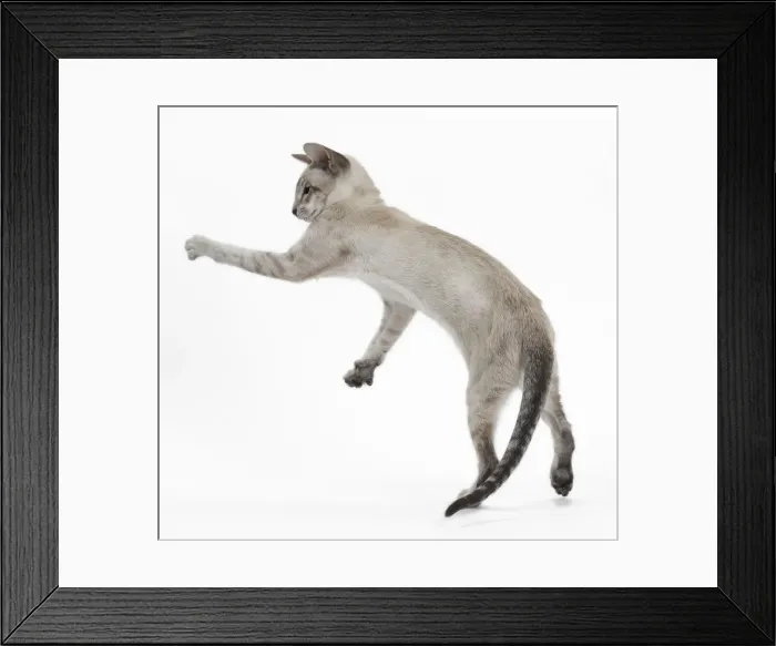 Framed Print : Picture No. 10984168 Framed Print : Picture No. 10984168