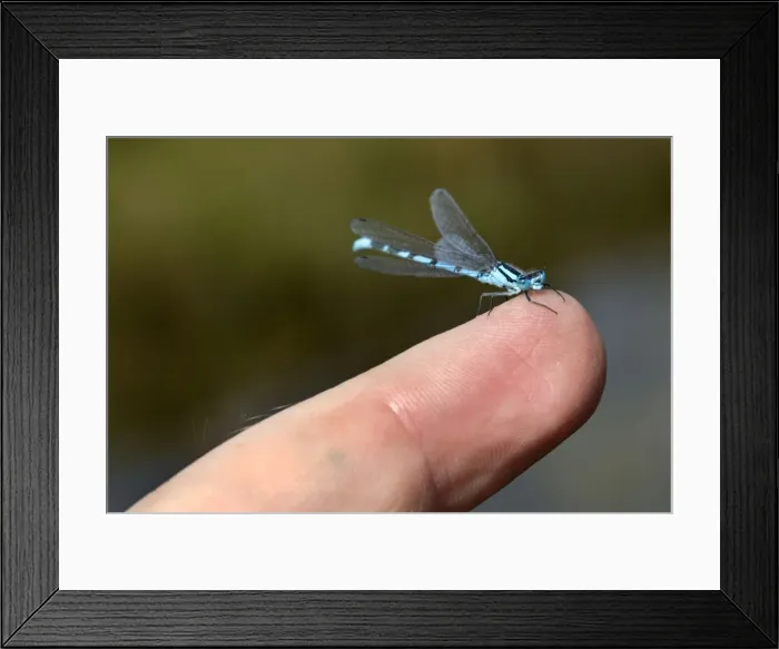 Framed Print : Picture No. 10983681 Framed Print : Picture No. 10983681