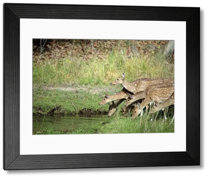 Framed Print : Picture No. 10984289 Framed Print : Picture No. 10984289