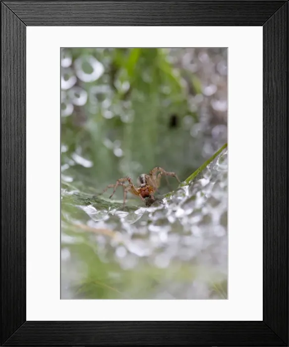 Framed Print : Picture No. 10983685 Framed Print : Picture No. 10983685