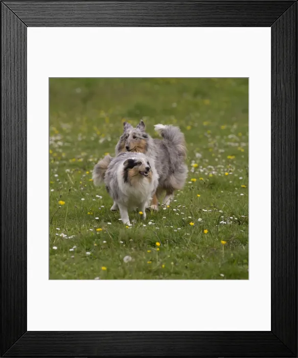 Framed Print : Picture No. 10984137 Framed Print : Picture No. 10984137