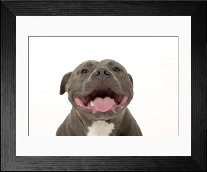 Framed Print : Picture No. 10983751 Framed Print : Picture No. 10983751