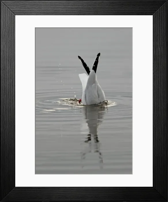 Framed Print : Picture No. 10984286 Framed Print : Picture No. 10984286