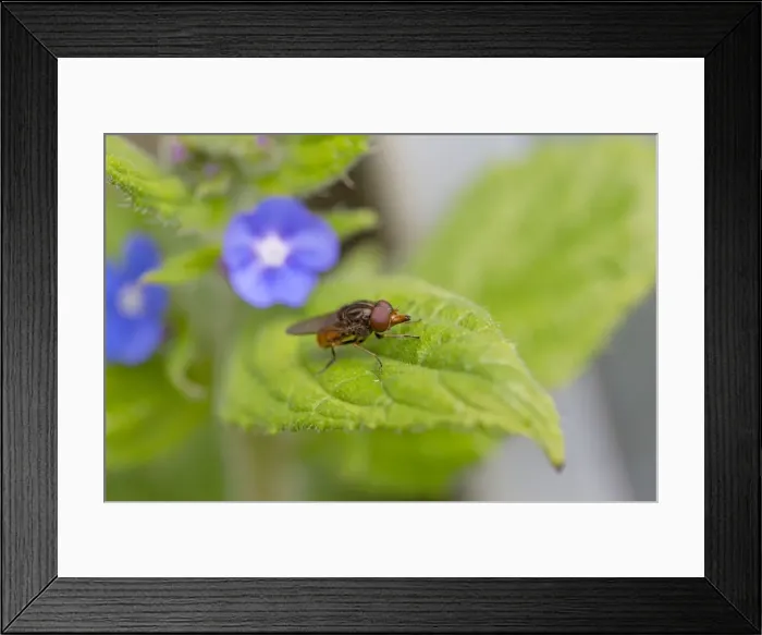 Framed Print : Picture No. 10983683 Framed Print : Picture No. 10983683