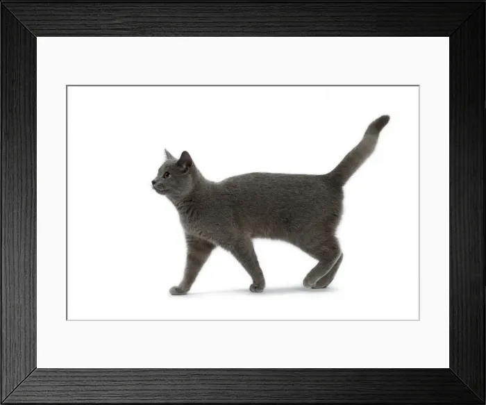 Framed Print : Picture No. 10984214 Framed Print : Picture No. 10984214