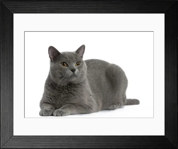 Framed Print : Picture No. 10984230 Framed Print : Picture No. 10984230