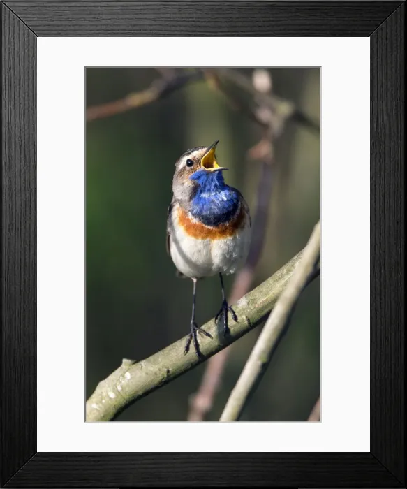 Framed Print : Picture No. 10984335 Framed Print : Picture No. 10984335