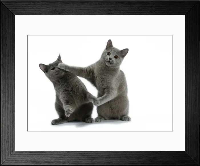 Framed Print : Picture No. 10984220 Framed Print : Picture No. 10984220