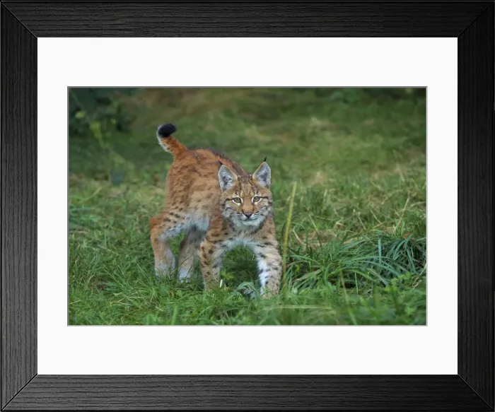 Framed Print : Picture No. 10983707 Framed Print : Picture No. 10983707