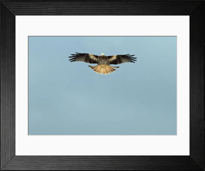 Framed Print : Picture No. 10984309 Framed Print : Picture No. 10984309
