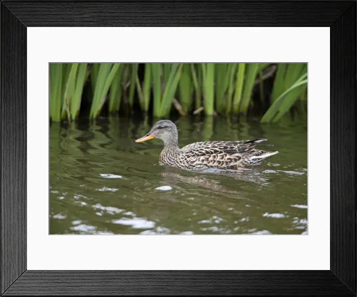 Framed Print : Picture No. 10984359 Framed Print : Picture No. 10984359