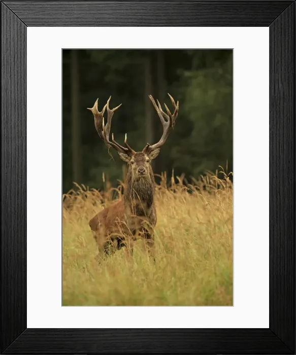 Framed Print : Picture No. 10983720 Framed Print : Picture No. 10983720