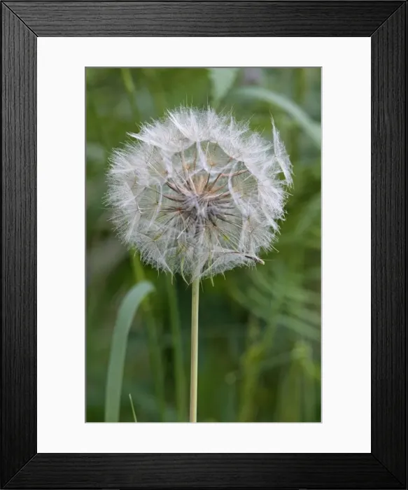 Framed Print : Picture No. 10984315 Framed Print : Picture No. 10984315