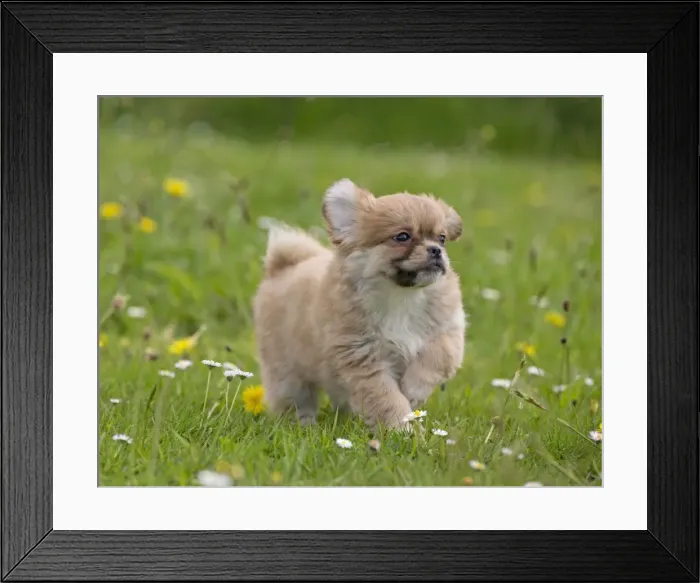 Framed Print : Picture No. 10984127 Framed Print : Picture No. 10984127
