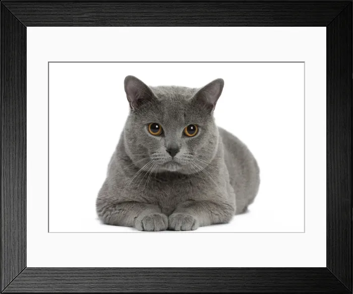 Framed Print : Picture No. 10984228 Framed Print : Picture No. 10984228